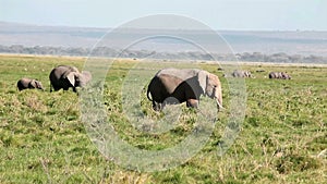 Elephants eating grass in Amboseli Park