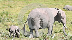 Elephants eating grass in Amboseli Park