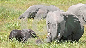 Elephants eating grass in Amboseli Park