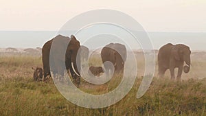 Elephants eating grass in Amboseli Park