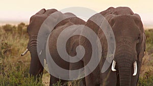 Elephants eating grass in Amboseli Park