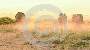 Elephants eating grass in Amboseli Park