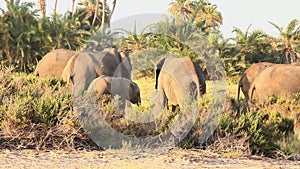 Elephants eating grass in Amboseli Park