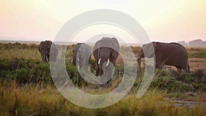 Elephants eating grass in Amboseli Park, Kenya