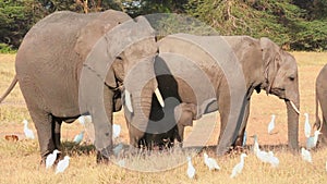 Elephants eating grass in Amboseli Park, Kenya