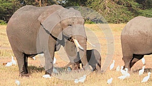 Elephants eating grass in Amboseli Park, Kenya