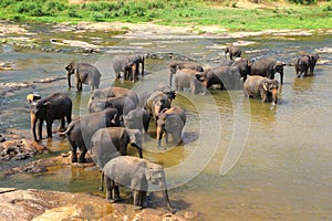 Elephants, Elephans maximus, of Pinnawala elephant orphanage bat