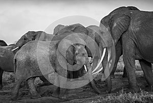 Elephants, elephant family in the savanna, safari in Africa, Kenya, Tanzania Uganda, elephant fighting