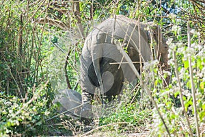 Elephants enjoy eating in bamboo forest, Chiang mai