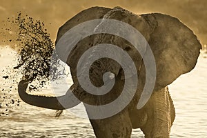 Elephants enjoying dusk at Okaukeujo waterhole