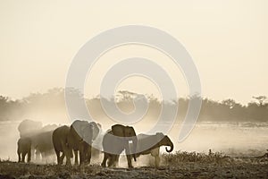 Elephants enjoying dusk at Okaukeujo waterhole