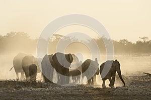 Elephants enjoying dusk at Okaukeujo waterhole