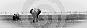 Elephants in etosha b&w