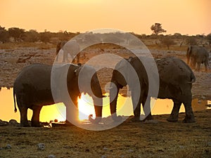 Elephants Etosha National park