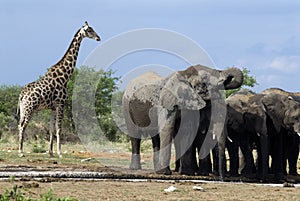 Elephants in Etosha Nationalpark, Namibia photo