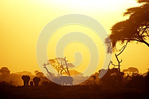 Elephants in the evening light
