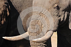 Elephants face (Loxodonta africana)