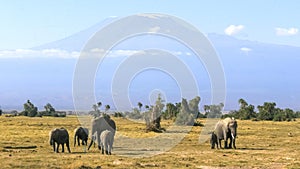 Elephants facing forward with mt kilimanjaro at amboseli national park