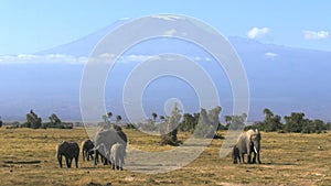 Elephants facing forward with mt kilimanjaro at amboseli national park