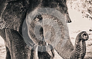 Elephants photo