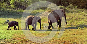 Elephants familly in Sri Lanka