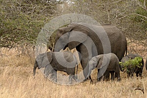 Elephants Family photo