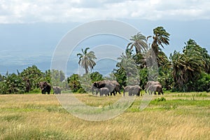 Elephants family on African savanna in Amboseli, Kenya, Africa