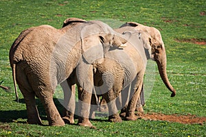 Elephants family on African savanna. Safari in Amboseli, Kenya,