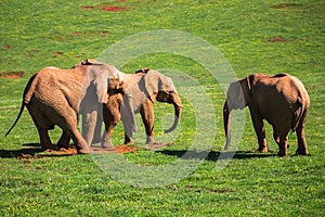 Elephants family on African savanna. Safari in Amboseli, Kenya,