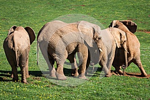 Elephants family on African savanna. Safari in Amboseli, Kenya,