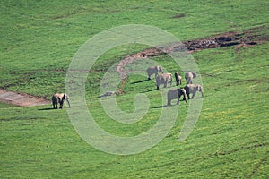 Elephants family on African savanna. Safari in Amboseli, Kenya,