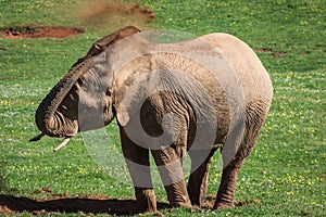 Elephants family on African savanna. Safari in Amboseli, Kenya,