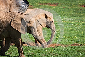 Elephants family on African savanna. Safari in Amboseli, Kenya,