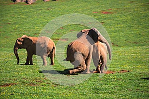 Elephants family on African savanna. Safari in Amboseli, Kenya,