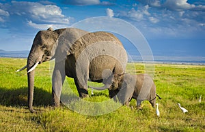 Elephants family in amboseli