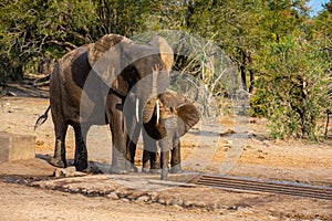 Elephants family with cute baby