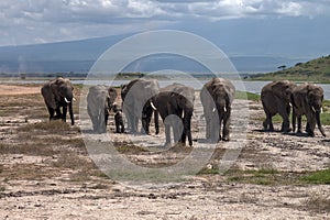 Elephants family and herd on African savanna. Safari in Amboseli, Kenya,