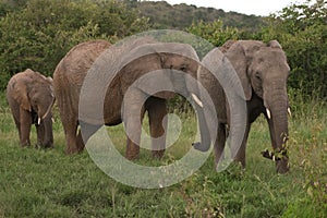 Elephants family, Masai Mara, Kenya