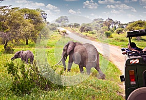 Elephants family on pasture in African savanna . Tanzania.