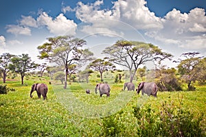 Elephants family on pasture in African savanna . Tanzania.