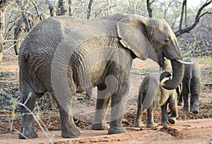 Elephants`family portrait with their baby elephants in the Savanna