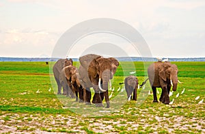 Elephants family on Safari in Amboseli