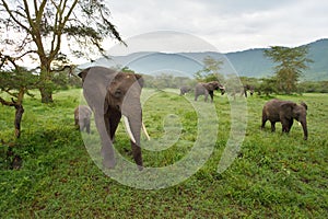 Elephants family on savana