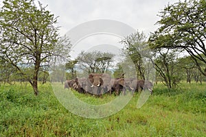 Elephants family on savana