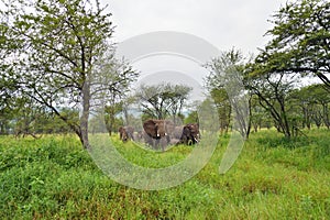 Elephants family on savana