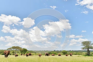 Elephants family on savana