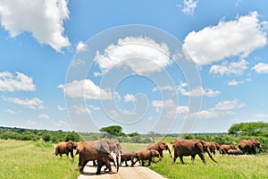 Elephants family on savana