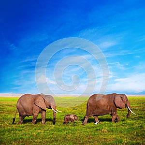 Elephants family on savanna. Safari in Amboseli, Kenya, Africa