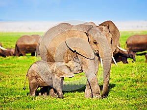 Elephants family on savanna. Safari in Amboseli, Kenya, Africa