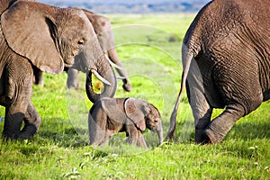 Elephants family on savanna. Safari in Amboseli, Kenya, Africa